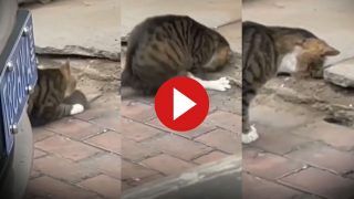 Chuhe Billi Ka Video: बिल के अंदर से ही चूहे को दबोच लाई बिल्ली, नजारा देख आपके भी होश उड़ जाएंगे | देखें वीडियो