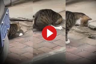 Video: बिल के अंदर से ही चूहे को दबोच लाई बिल्ली, नजारा देख आपके भी होश उड़ जाएंगे
