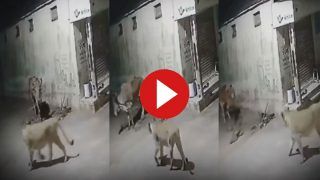 Sherni Ka Video: गाय देखते ही झपट पड़ीं दो शेरनी, फिर जो दिखा सोच में पड़ जाएंगे - देखिए वीडियो
