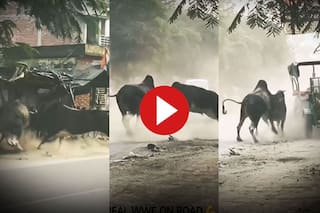 Animal Fight Video: सांडों के बीच हुई इतनी खतरनाक लड़ाई, जो कुछ सामने आया सब तबाह कर दिया | देखें ये वीडियो