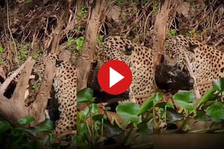 Magarmach Ka Video: शिकार की तलाश में था मगरमच्छ, तभी चुपके से आया जगुआर और मुंह में दबोच ली गर्दन | देखें ये वीडियो