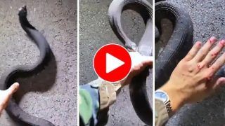 Viral Video: Man Picks Up Snake, Gets Bitten Twice. Netizens Say Kiss Kyu Nahi Karleta