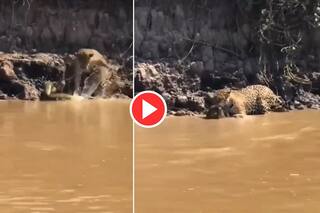 Bagh Ka Video: सांप को देखते ही नदी में कूद गया बाघ, फिर जो नजारा दिखा अंदर तक हिल जाएंगे- देखें वीडियो