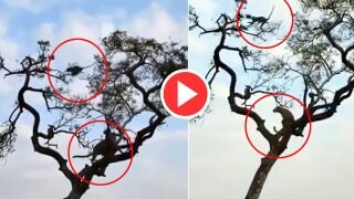 Bandar Ka Video: प्लान बनाकर बंदर को दबोचने पेड़ पर चढ़ गया चीता, मगर जो हुआ नानी याद आ गई- देखें वीडियो