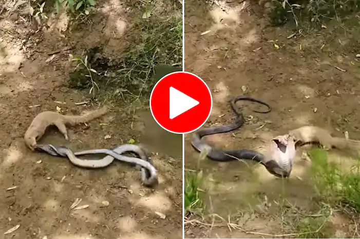 Viral Video: Black Cobra and Mongoose Face Off in Deadly Fight, Watch Who Survives