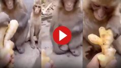 Bandar Ka Video: बंदरों को अदरक खिलाने पहुंच गया शख्स, मगर जो हुआ यकीन ना करेंगे- देखें वीडियो