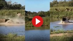 Wild Animal Video: दो शेर मिलकर भी ना कर सके भैंसे का शिकार, ऐसा चकमा दिया देखते रह जाएंगे- देखें वीडियो