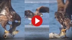 Baaz Ka Video: आसमान से ही बाज ने गड़ा दी समुद्री मछली पर नजर, डुबकी लगाई और पंजे में भरकर उड़ गया- देखें हैरतअंगेज वीडियो