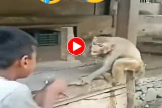 Bandar Ka Video: फाइट के लिए बंदर को तड़ी दे रहा था लड़का, मगर ऐसी किक पड़ी आंसू निकल गए- देखें वीडियो