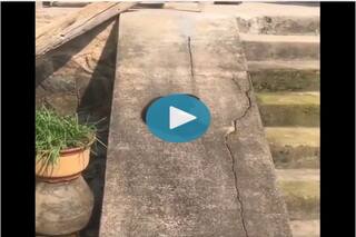 Viral Video: Cat Gliding Down A Slope Is too Cute to Handle| Watch Here