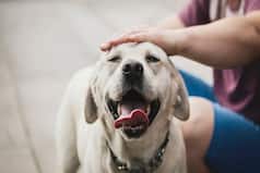 Noida Authority Updates Dog Policy; Check Registration Fee, Fine for Violation