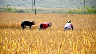 Farmers Latest News: किसानों के लिए इस राज्य सरकार ने उठाया बड़ा कदम, इजराइल में दिलाएगी आधुनिक फार्मिंग की ट्रेनिंग