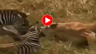 Sherni Aur Zebra Ki Ladai: दोस्त को बचाने के लिए शेरनी से जा भिड़ा जेब्रा, जबड़े से खींचकर ही दम लिया- देखें वीडियो