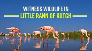 Witness Rich Wildlife In The Little Rann Of Kutch, Here's Why You Should Add This Enchanting Beauty In Your Bucket List - Watch