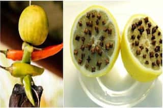 बीमारी-बुरी नजर से छुटकारा चाहते हैं तो नींबू और लौंग का करें इस्तेमाल, पैसों की भी समस्या होगी दूर