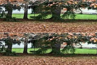 Optical Illusion: Can You Spot The Cute Dog Hiding In This Picture Within 15 Seconds?