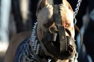 डॉगी ने मेड को काटा, अब नगर निगम देगा दो लाख का जुर्माना, 11 नस्ल के कुत्ते पालने पर प्रतिबंध