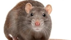 बदायूं में मारे गए चूहे का बरेली में पोस्टमार्टम, चार-पांच दिन में आएगी रिपोर्ट