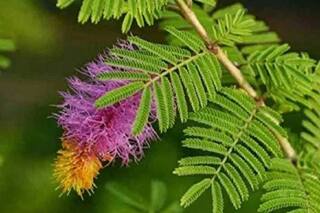 घर के मुख्य द्वार पर आज ही लगाएं ये पौधा, इस दिशा में रखने से बरसेगी शिवजी की कृपा