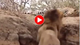 Sher Ka Video: शिकार के लिए चुपके से तेंदुए के पास जा धमका शेर, फिर जो हुआ होश उड़ जाएंगे- देखें वीडियो