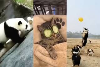 Top Viral Videos Breaking the Internet Today