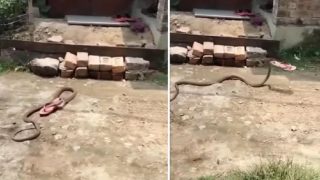 This Snake Is A Chappal Chor, IFS Officer Shares Hilarious Viral Video. Watch
