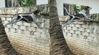 Anand Mahindra Shares Video of 'Ingenious' Dog Asking it for T20 World Cup Finals Prediction, Tweet Goes Viral