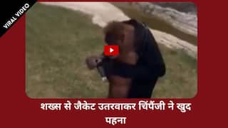 Chimpanzee Ka Video: ZOO घूमने आए शख्स से चिंपैंजी ने उतरवाया जैकेट, फिर खुद पहनकर जेंटलमैन बना | Watch Video