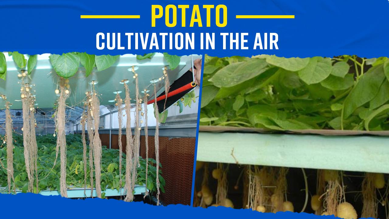 Explained: What Is Aeroponic Cultivation, Which Will Be Used To Grow Potatoes In The Air | Watch Video