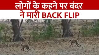 Viral Video: बंदर ने मारी बैक फ्लिप, तो लोगों ने कहा Once more... फिर जो हुआ उसे देख चौंक जाएंगे आप | Watch Video