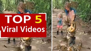 Viral Video: बच्ची के शरीर पर एक साथ लटके दिखे कई बंदर, फिर बच्ची ने जो किया वह देखकर हैरान रह जाएंगे आप | Watch Video