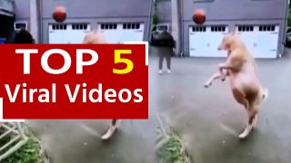 Viral Video: बकरे पर चढ़ा फुटबॉल खेलने का बुखार, हेड से मारा किक | देखें फनी वीडियो
