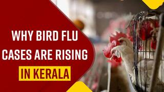 Bird Flu: Why Is There A Spike In Kerala Bird Flu Cases? Watch Video To Find Out