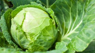 Benefits of Cabbage: 4 Solid Reasons Why You Must Have Patta Gobhi in Winter