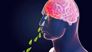 What is Brain-Eating Amoeba? Causes, Symptoms, And Treatment of Naegleria Fowleri