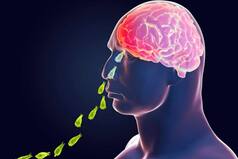 What is Brain-Eating Amoeba? Causes, Symptoms, And Treatment of Naegleria Fowleri