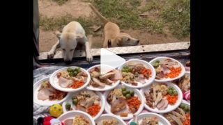 Viral Video: On Christmas, Man Cooks Hearty Meal for Street Dogs; Real Life Santa, Say Netizens