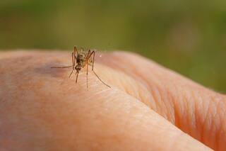 जापानी इंसेफेलाइटिस के खिलाफ इस राज्य में 48 लाख बच्चों का होगा टीकाकरण