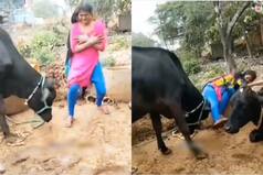 डांस दिखाया तो भैंस ने लड़की को वहीं पटक दिया | Pics