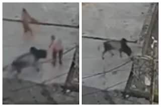 Elderly Man Gored To Death By Bull In Kota | SHOCKING VIDEO SURFACES
