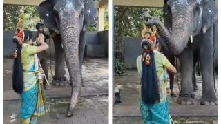 VIRAL VIDEO: Temple Elephant Blesses Young Girl With Its Trunk As She Offers Her Namaskar
