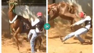 VIRAL VIDEO: Karma Strikes Trainer Who Kicks Horse In Abdomen | Watch