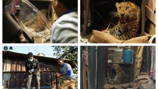 Leopard Stirs Panic In Maharashtra Chawl, Rescued In 2-Hr-Long Operation