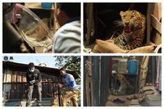 Leopard Stirs Panic In Maharashtra Chawl, Rescued In 2-Hr-Long Operation