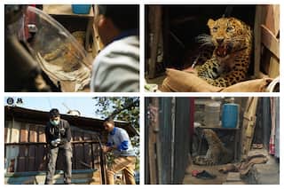 Leopard Stirs Panic In Maharashtra Chawl, Rescued In 2-Hr-Long Operation