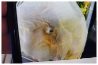 Fake Tooth Found In Food Of British Airways Flight, Airlines Issues Apology
