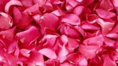 Rose Day 2023 Shayari: गुलाब के फूल पर की गईं ये शायरियां मोह लेंगी आपका मन, सुनाएं अपने पार्टनर को