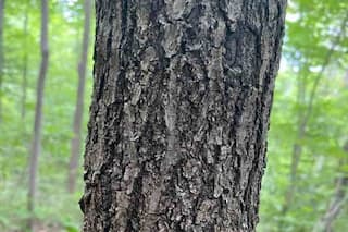 Optical Illusion: Can You Find The Moth On This Tree Trunk Within 11 Seconds?