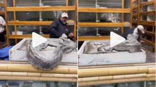 Viral Video: Huge Python Attacks Man As He Tries To Take Her Eggs. Watch