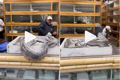 Viral Video: Huge Python Attacks Man As He Tries To Take Her Eggs. Watch